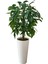 Yeşil Ceviz 200 cm Yapay Ağaç 80X40 Beyaz Kumsal Saksı 1