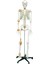 Tam İskelett Maketi 170 cm Model 11 1