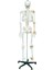 Tam İskelett Maketi 170 cm Model 11 5