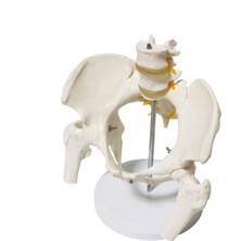 Fizyo Shop Omurga Pelvis Maketi Model 24