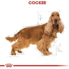 Royal Canin Cocker Adult Özel Irk Yetişkin Köpek Mamasi 3 kg