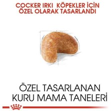 Royal Canin Cocker Adult Özel Irk Yetişkin Köpek Mamasi 3 kg