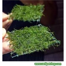 Canlı Petshop Java Moss (100 cc)Doğal Akvaryum Bitkisi Yuva ve Arka Plan Kullanımı İçin