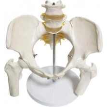 Fizyofiplus Omurga Pelvis Maketi Model 24