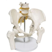 Fizyofiplus Omurga Pelvis Maketi Model 24