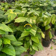 Fidan Sepetim Scindapsus Aureum Bitkisi (Sarmaşık) 60CM