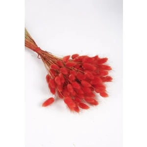 Kuru Pamuk Otu Demeti