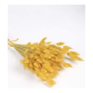 Kuru Pamuk Otu Demeti