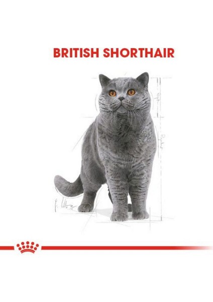 British Shorthair Yetişkin Kedi Maması - 4 kg