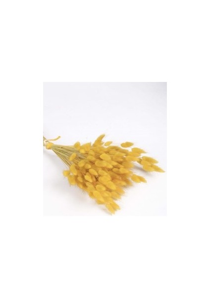 Kuru Pamuk Otu Demeti