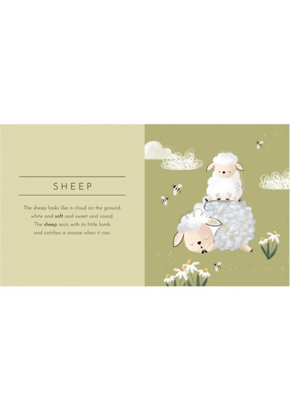 Touch And Feel - Anımals modelleri