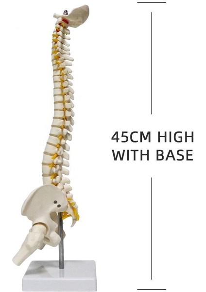 Omurga Maketi 45 cm Model 13