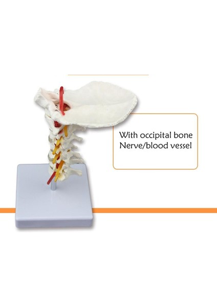 Omurga Boyun Maketi Model 21