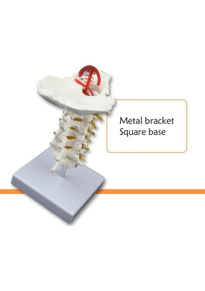 Omurga Boyun Maketi Model 21