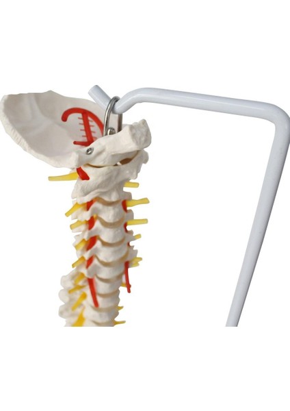 Omurga Maketi 85 cm Model 15