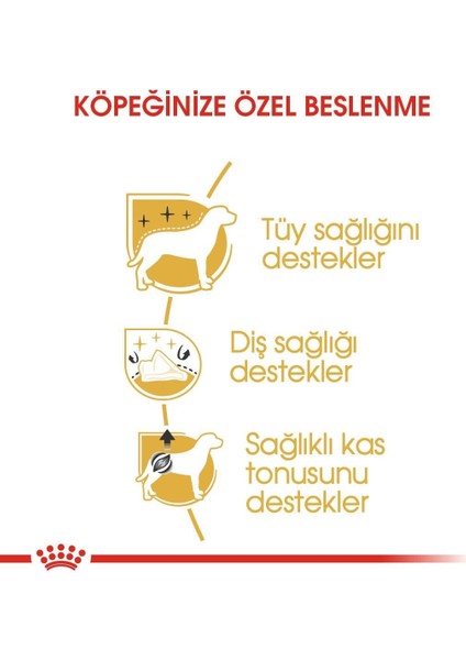 Poodle Adult Yetişkin Köpek Maması 3 kg