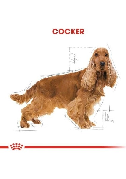 Cocker Adult Özel Irk Yetişkin Köpek Mamasi 3 kg