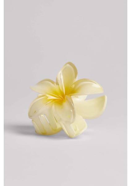 Hibiscus Asetat Mandal Toka