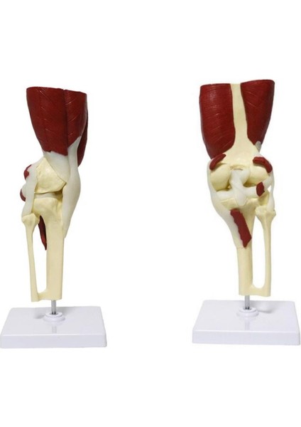 Kaslı Diz Maketi Model 31