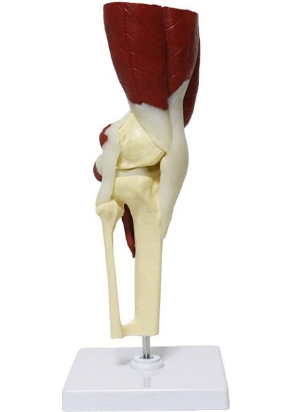 Kaslı Diz Maketi Model 31 fiyatları