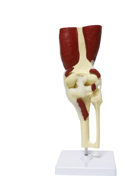 Kaslı Diz Maketi Model 31 modelleri