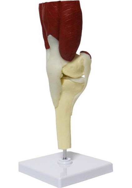 Kaslı Diz Maketi Model 31 fırsatları