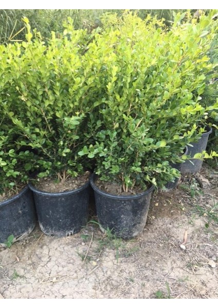 Geniş Forumlu Hızlı Büyüyen Şimşir Fidanı Buxus Sempervirens 60-80 cm