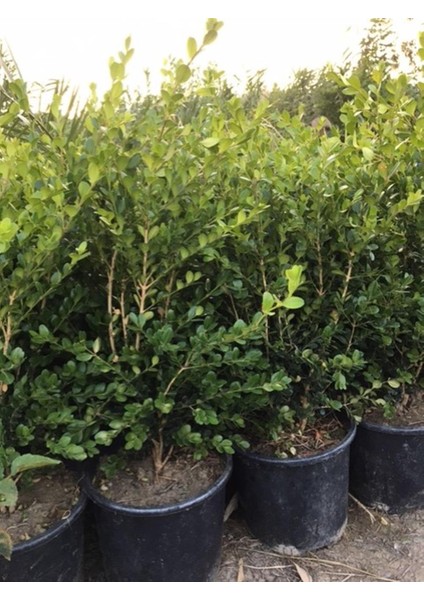 Geniş Forumlu Hızlı Büyüyen Şimşir Fidanı Buxus Sempervirens 60-80 cm