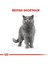 British Shorthair Yetişkin Kedi Maması - 4 kg 2