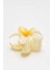Hibiscus Asetat Mandal Toka 2