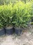 Geniş Forumlu Hızlı Büyüyen Şimşir Fidanı Buxus Sempervirens 60-80 cm 2