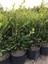 Geniş Forumlu Hızlı Büyüyen Şimşir Fidanı Buxus Sempervirens 60-80 cm 1