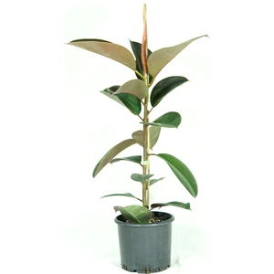 Kösem Botanik Siyah Kauçuk Bitkisi