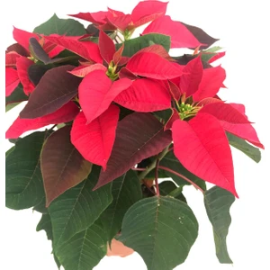 Ponsetya Atatürk Çiçeği