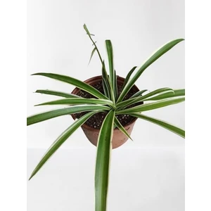 Kurdele Çiçeği Chlorophytum Kurdale