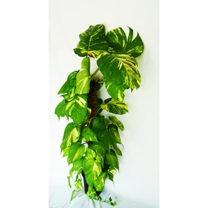 Bitki Fidanım Dev Salon Sarmaşığı 120-150 cm Epipremnum Aureum-Pothos