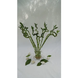 Bitki Fidanım Şans Bambusu 80-90 cm 5'li