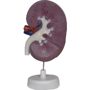 Böbrek Kesiti Modeli