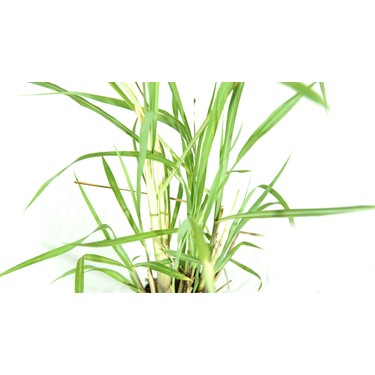 Limon Otu Melisa Aloysia Triphylla Aromatik Bitkiler Tum Urunler Cit Bitkileri Fidan Burada