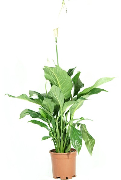 Kösem Botanik Barış Çiçeği Spathiphyllum