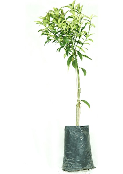 Kumkuat