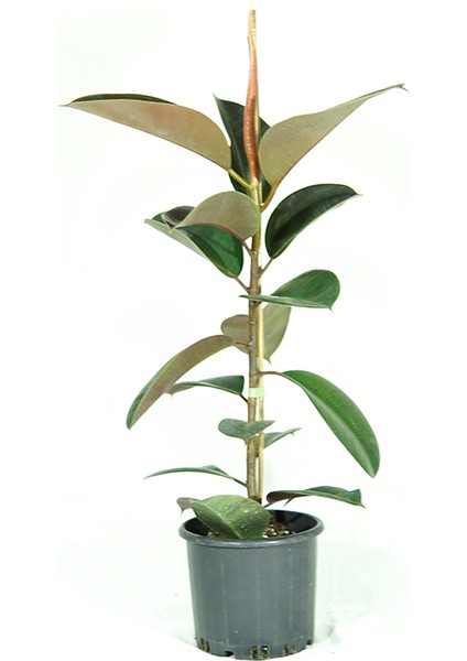 Siyah Kauçuk Bitkisi