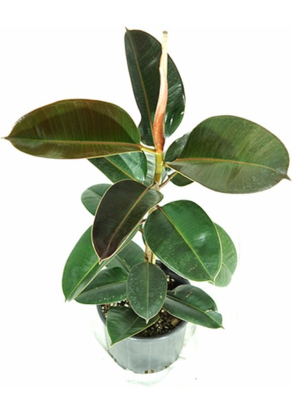 Siyah Kauçuk Bitkisi modelleri