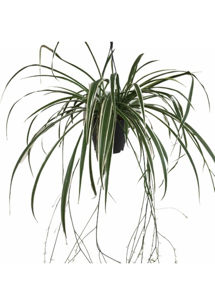 Armenbotanik Chlorophytum Askılı Kurdela Çiçeği Tek Köklü