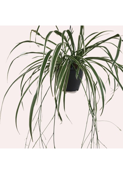 Armenbotanik Chlorophytum Askılı Kurdela Çiçeği Tek Köklü fiyatları