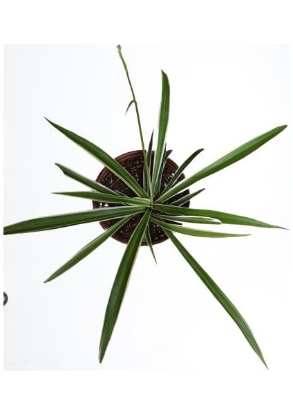 Kurdele Çiçeği Chlorophytum Kurdale