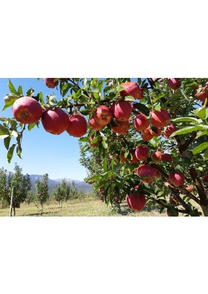 Fermente Elma Içeceği 5 Lt