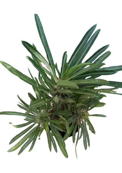 Madagaskar Palmiyesi