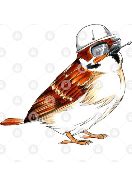 Worker Male House Sparrow Kupa Bardak