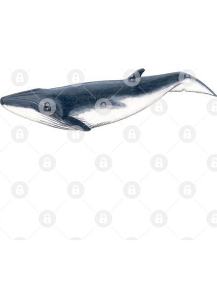 Baby Whale Kupa Bardak